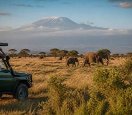 Safari Kenya : guide complet pour choisir, organiser et vivre un voyage avec Hors Pistes