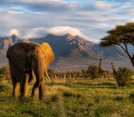 Voyage Afrique australe : le guide complet pour organiser un séjour sur mesure avec Hors Pistes afrique australe