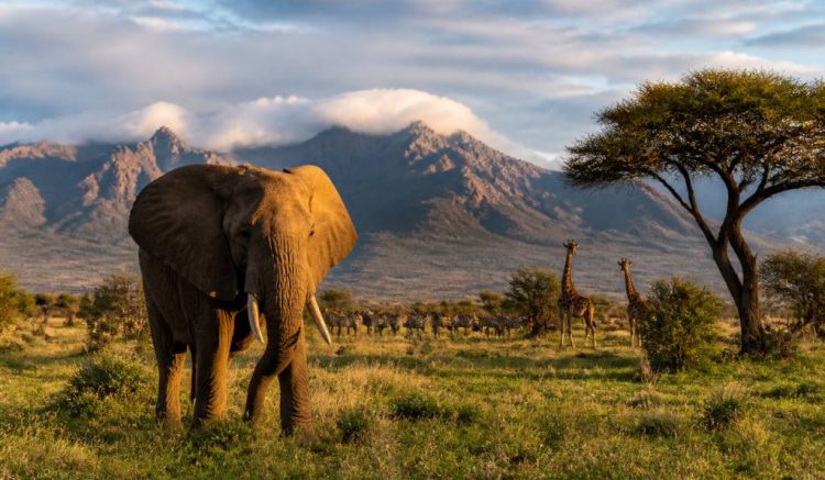 Voyage Afrique australe : le guide complet pour organiser un séjour sur mesure avec Hors Pistes afrique australe